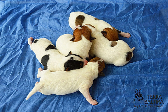 #тойфокстерьер #амертой #террабалтика #toyfoxterrier #terrabaltika #puppies #kennel