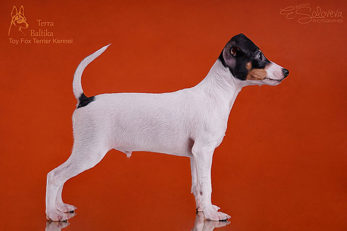 #тойфокстерьер #амертой #террабалтика #toyfoxterrier #terrabaltika #puppies #kennel