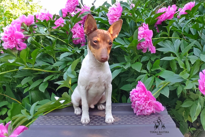Той-фокстерьер, амертой, той-фокс, тфт, американский той-фокстерьер, Toy Fox Terrier, Terra Baltika, Терра Балтика, щенки той-фокстерьера, питомник той-фокстерьер