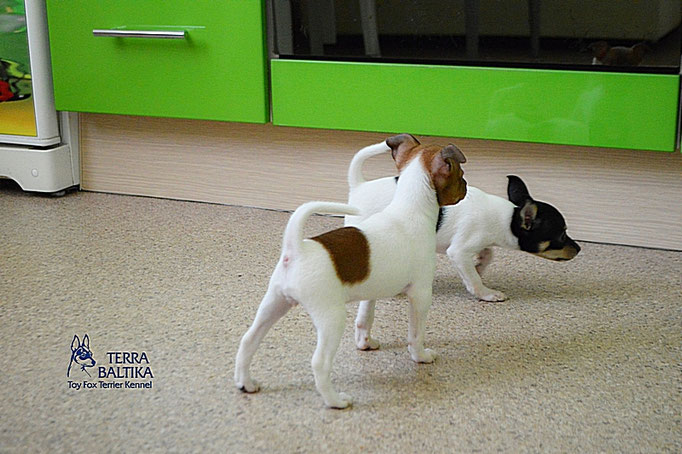 #тойфокстерьер #амертой #террабалтика #toyfoxterrier #terrabaltika #puppies #kennel
