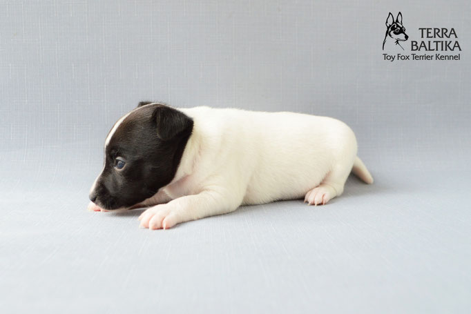 #тойфокстерьер #амертой #террабалтика #toyfoxterrier #terrabaltika #puppies #kennel
