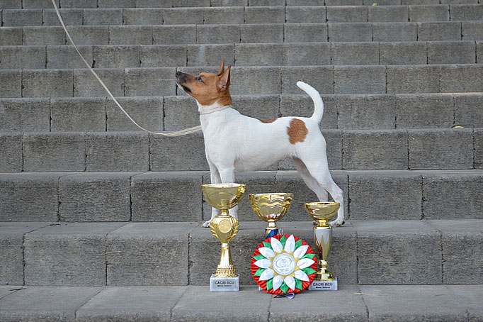 #тойфокстерьер #амертой #террабалтика #toyfoxterrier #terrabaltika #puppies #kennel