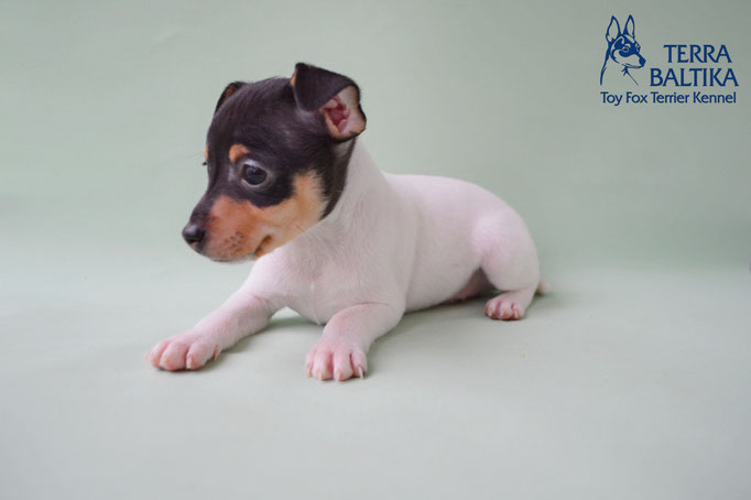 #тойфокстерьер #амертой #террабалтика #toyfoxterrier #terrabaltika #puppies #kennel #маленькаясобака #минипорода #маленькаяпородасобак #собачканамаленькихножках #американскийтойфокстерьер #тойфокс #americantoyfoxterrier