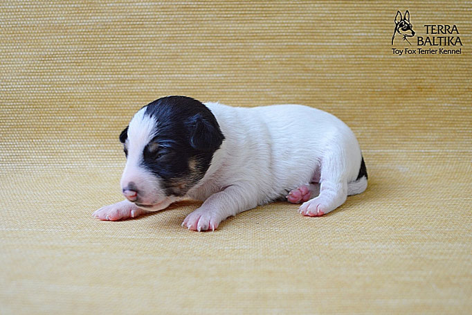 #тойфокстерьер #амертой #террабалтика #toyfoxterrier #terrabaltika #puppies #kennel