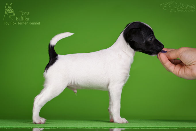#тойфокстерьер #амертой #террабалтика #toyfoxterrier #terrabaltika #puppies #kennel