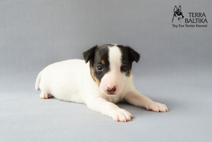 #тойфокстерьер #амертой #террабалтика #toyfoxterrier #terrabaltika #puppies #kennel