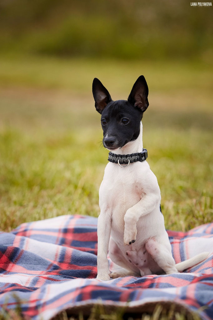 #тойфокстерьер #амертой #террабалтика #toyfoxterrier #terrabaltika #puppies #kennel