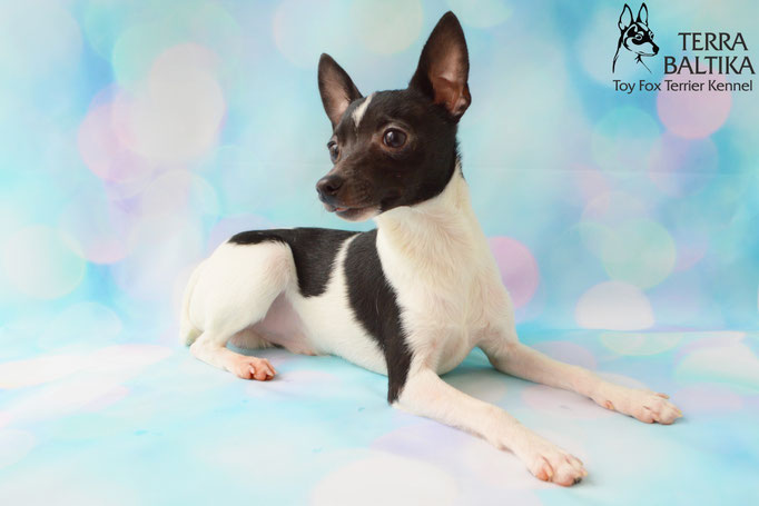 #тойфокстерьер #амертой #террабалтика #toyfoxterrier #terrabaltika #puppies #kennel