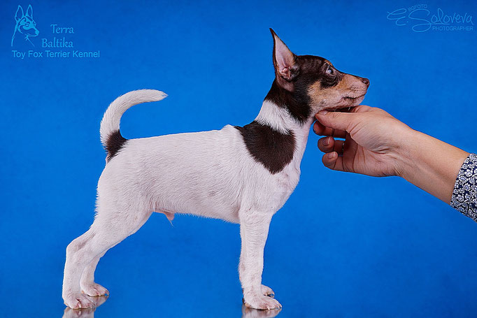 #тойфокстерьер #амертой #террабалтика #toyfoxterrier #terrabaltika #puppies #kennel
