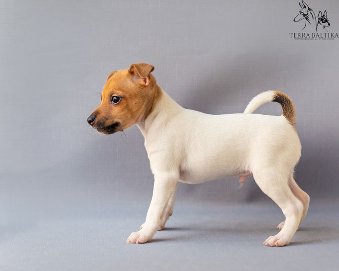 #тойфокстерьер #амертой #террабалтика #toyfoxterrier #terrabaltika #puppies #kennel