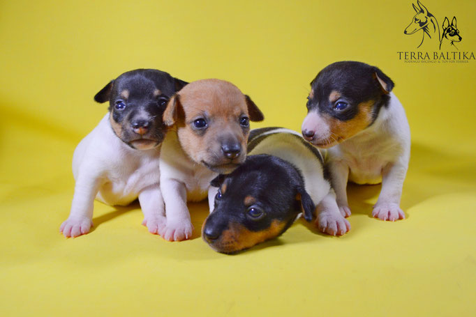 #тойфокстерьер #амертой #террабалтика #toyfoxterrier #terrabaltika #puppies #kennel
