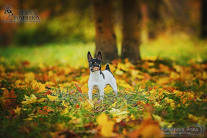 #тойфокстерьер #амертой #террабалтика #toyfoxterrier #terrabaltika #puppies #kennel