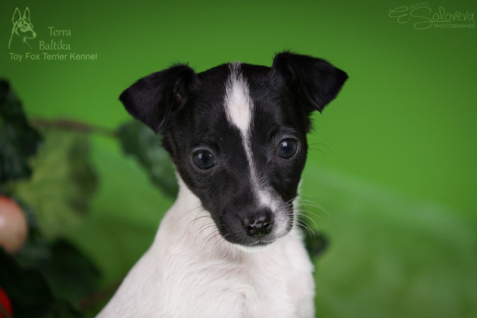 #тойфокстерьер #амертой #террабалтика #toyfoxterrier #terrabaltika #puppies #kennel