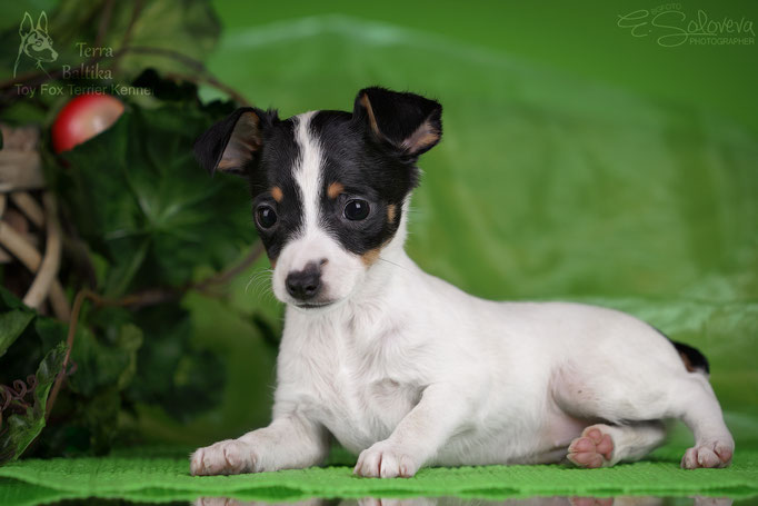 #тойфокстерьер #амертой #террабалтика #toyfoxterrier #terrabaltika #puppies #kennel