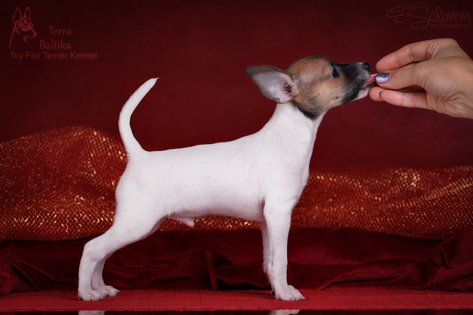 #тойфокстерьер #амертой #террабалтика #toyfoxterrier #terrabaltika #puppies #kennel