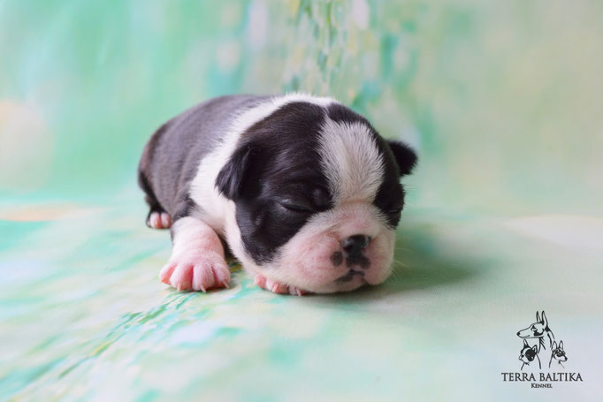 бостон терьер, бостонский терьер, boston terrier, бостон, щенки бостона, питомник бостонов
