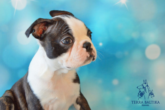 бостон терьер, бостонский терьер, boston terrier, бостон, щенки бостона, питомник бостонов