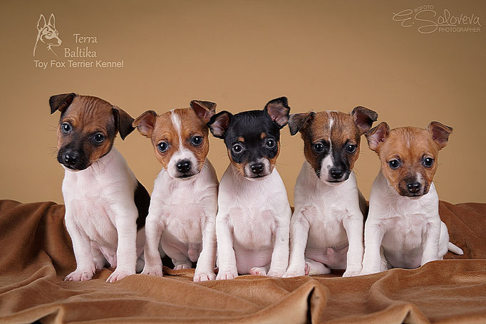 #тойфокстерьер #амертой #террабалтика #toyfoxterrier #terrabaltika #puppies #kennel