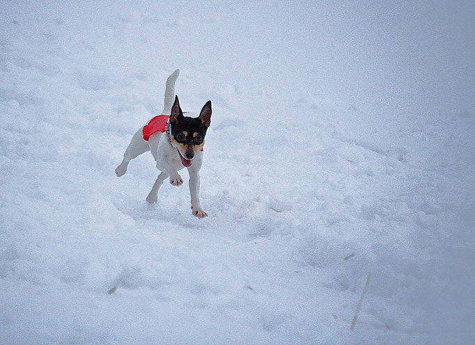 #тойфокстерьер #амертой #террабалтика #toyfoxterrier #terrabaltika #puppies #kennel