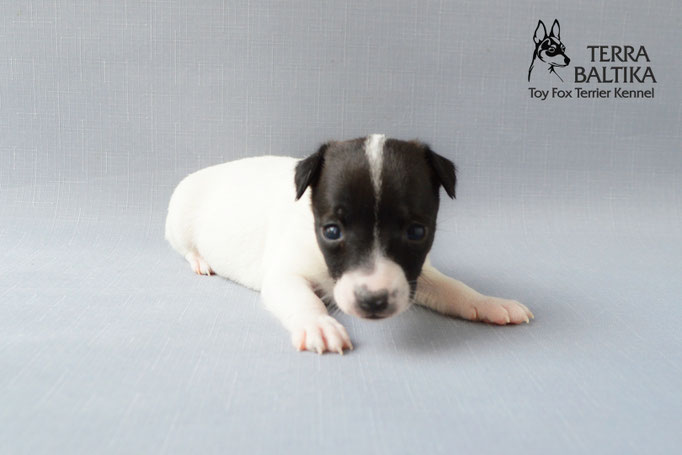 #тойфокстерьер #амертой #террабалтика #toyfoxterrier #terrabaltika #puppies #kennel