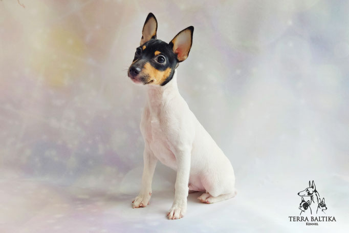 Той-фокстерьер, амертой, той-фокс, тфт, американский той-фокстерьер, Toy Fox Terrier, Terra Baltika, Терра Балтика, щенки той-фокстерьера, питомник той-фокстерьер