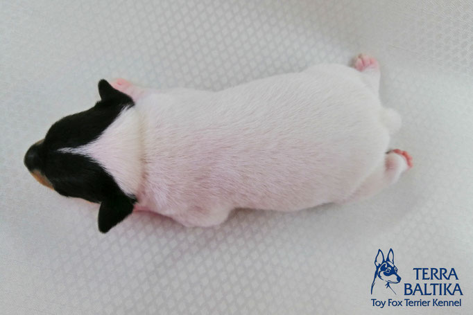#тойфокстерьер #амертой #террабалтика #toyfoxterrier #terrabaltika #puppies #kennel #маленькаясобака #минипорода #маленькаяпородасобак #собачканамаленькихножках #американскийтойфокстерьер #тойфокс #americantoyfoxterrier