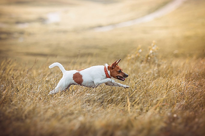 #тойфокстерьер #амертой #террабалтика #toyfoxterrier #terrabaltika #puppies #kennel