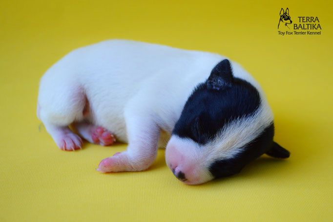 #тойфокстерьер #амертой #террабалтика #toyfoxterrier #terrabaltika #puppies #kennel