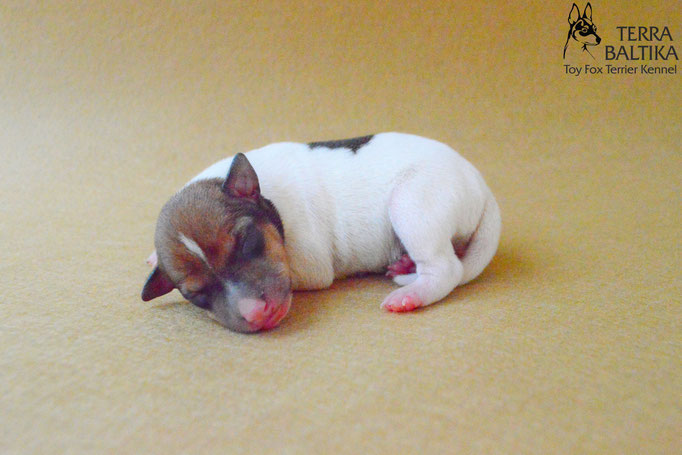 #тойфокстерьер #амертой #террабалтика #toyfoxterrier #terrabaltika #puppies #kennel #маленькаясобака #минипорода #маленькаяпородасобак #собачканамаленькихножках #американскийтойфокстерьер #тойфокс #americantoyfoxterrier