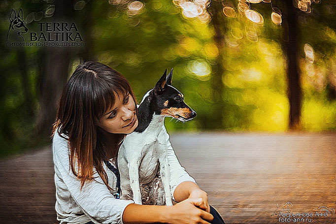 #тойфокстерьер #амертой #террабалтика #toyfoxterrier #terrabaltika #puppies #kennel