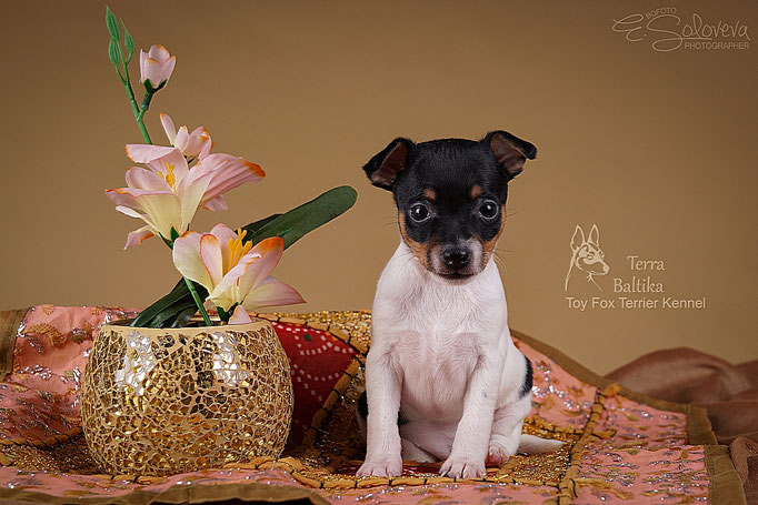 #тойфокстерьер #амертой #террабалтика #toyfoxterrier #terrabaltika #puppies #kennel