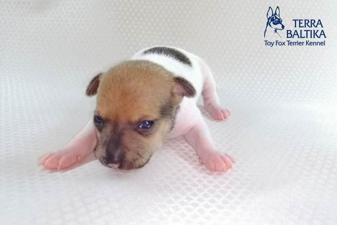 #тойфокстерьер #амертой #террабалтика #toyfoxterrier #terrabaltika #puppies #kennel #маленькаясобака #минипорода #маленькаяпородасобак #собачканамаленькихножках #американскийтойфокстерьер #тойфокс #americantoyfoxterrier