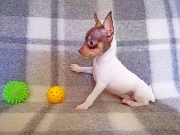 #тойфокстерьер #амертой #террабалтика #toyfoxterrier #terrabaltika #puppies #kennel