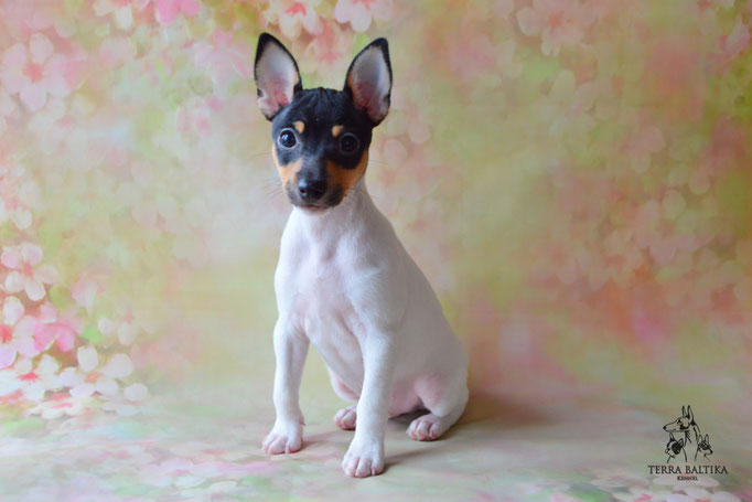 Той-фокстерьер, амертой, той-фокс, тфт, американский той-фокстерьер, Toy Fox Terrier, Terra Baltika, Терра Балтика, щенки той-фокстерьера, питомник той-фокстерьер