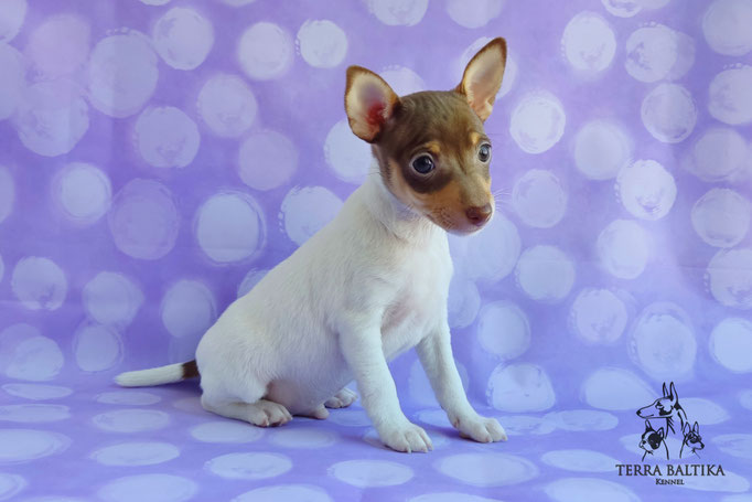 Той-фокстерьер, амертой, той-фокс, тфт, американский той-фокстерьер, Toy Fox Terrier, Terra Baltika, Терра Балтика, щенки той-фокстерьера, питомник той-фокстерьер