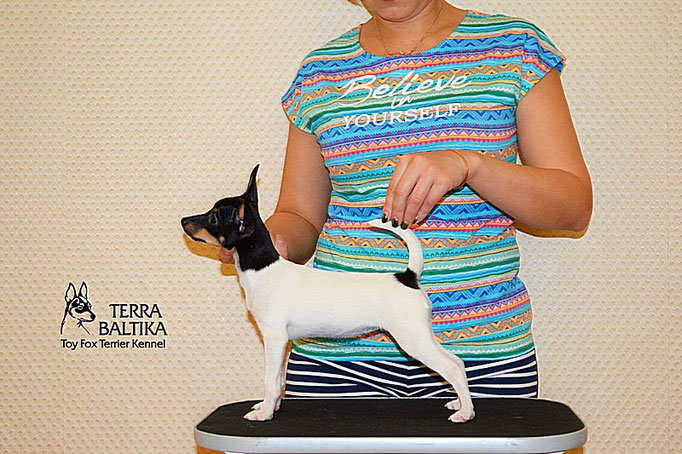 #тойфокстерьер #амертой #террабалтика #toyfoxterrier #terrabaltika #puppies #kennel