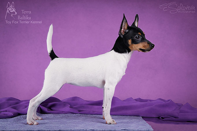 #тойфокстерьер #амертой #террабалтика #toyfoxterrier #terrabaltika #puppies #kennel