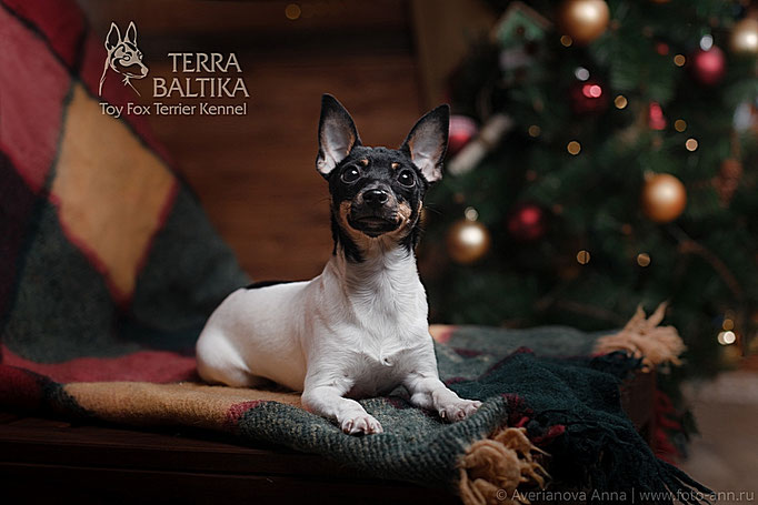 #тойфокстерьер #амертой #террабалтика #toyfoxterrier #terrabaltika #puppies #kennel