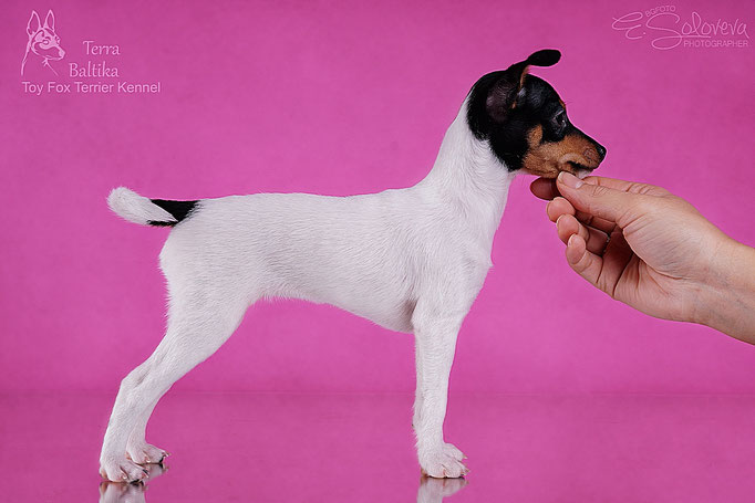 #тойфокстерьер #амертой #террабалтика #toyfoxterrier #terrabaltika #puppies #kennel