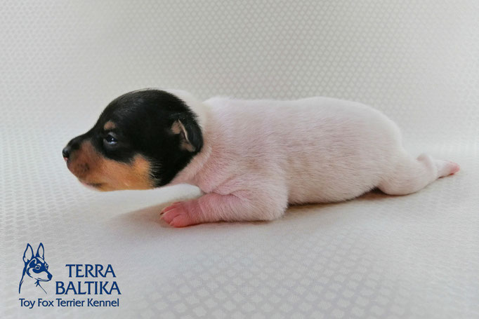 #тойфокстерьер #амертой #террабалтика #toyfoxterrier #terrabaltika #puppies #kennel #маленькаясобака #минипорода #маленькаяпородасобак #собачканамаленькихножках #американскийтойфокстерьер #тойфокс #americantoyfoxterrier