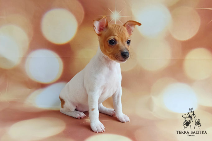 Той-фокстерьер, той-фокс, амертой, тфт, американский той-фокстерьер, Toy fox Terrier