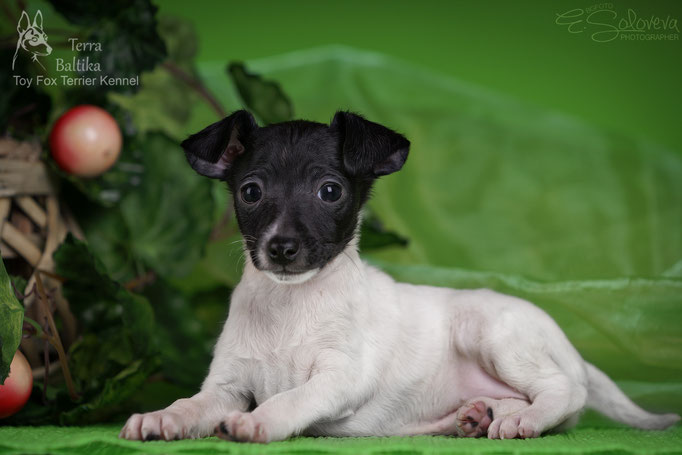 #тойфокстерьер #амертой #террабалтика #toyfoxterrier #terrabaltika #puppies #kennel