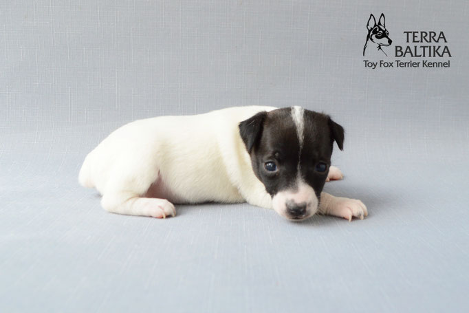 #тойфокстерьер #амертой #террабалтика #toyfoxterrier #terrabaltika #puppies #kennel