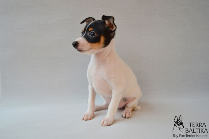 #тойфокстерьер #амертой #террабалтика #toyfoxterrier #terrabaltika #puppies #kennel #маленькаясобака #минипорода #маленькаяпородасобак #собачканамаленькихножках #американскийтойфокстерьер #тойфокс #americantoyfoxterrier