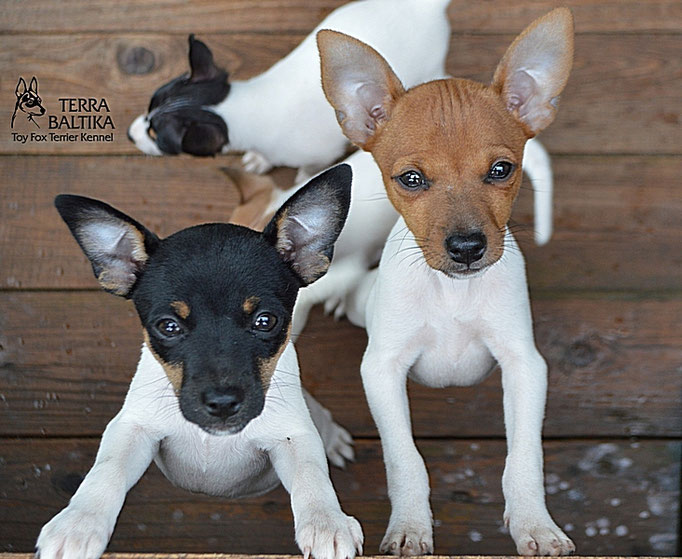 #тойфокстерьер #амертой #террабалтика #toyfoxterrier #terrabaltika #puppies #kennel
