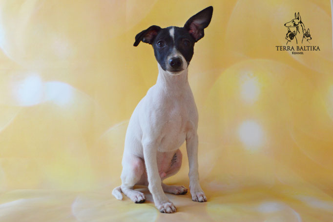 Той-фокстерьер, той-фокс, амертой, американский той-фокстерьер, Toy Fox Terrier