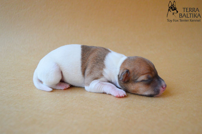 #тойфокстерьер #амертой #террабалтика #toyfoxterrier #terrabaltika #puppies #kennel #маленькаясобака #минипорода #маленькаяпородасобак #собачканамаленькихножках #американскийтойфокстерьер #тойфокс #americantoyfoxterrier