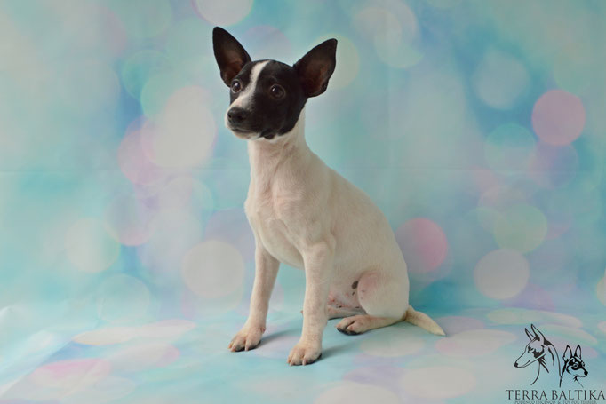 #тойфокстерьер #амертой #террабалтика #toyfoxterrier #terrabaltika #puppies #kennel