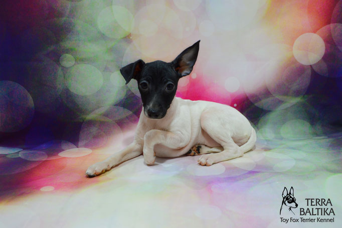 #тойфокстерьер #амертой #террабалтика #toyfoxterrier #terrabaltika #puppies #kennel