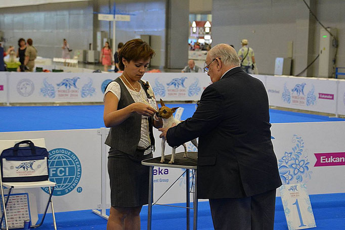 #тойфокстерьер #амертой #террабалтика #toyfoxterrier #terrabaltika #puppies #kennel